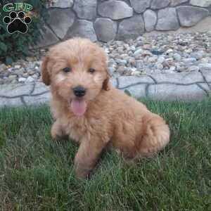 Bella, Mini Goldendoodle Puppy